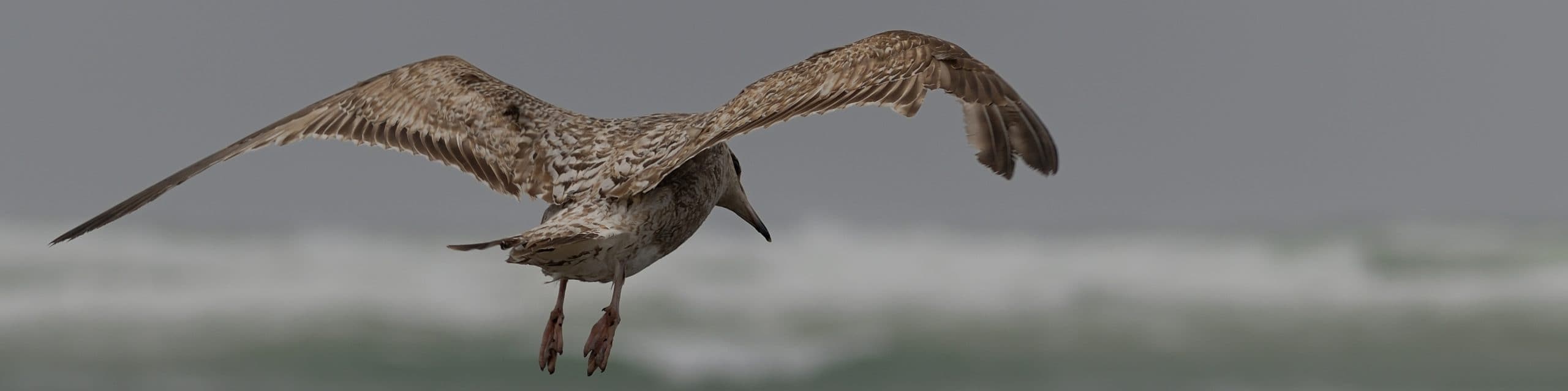 Goéland sur vagues diaporama goéland sur vagues